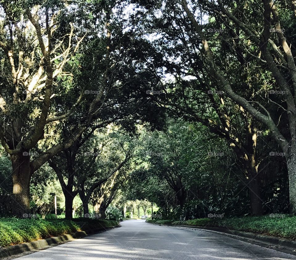 Trees shadow on the road