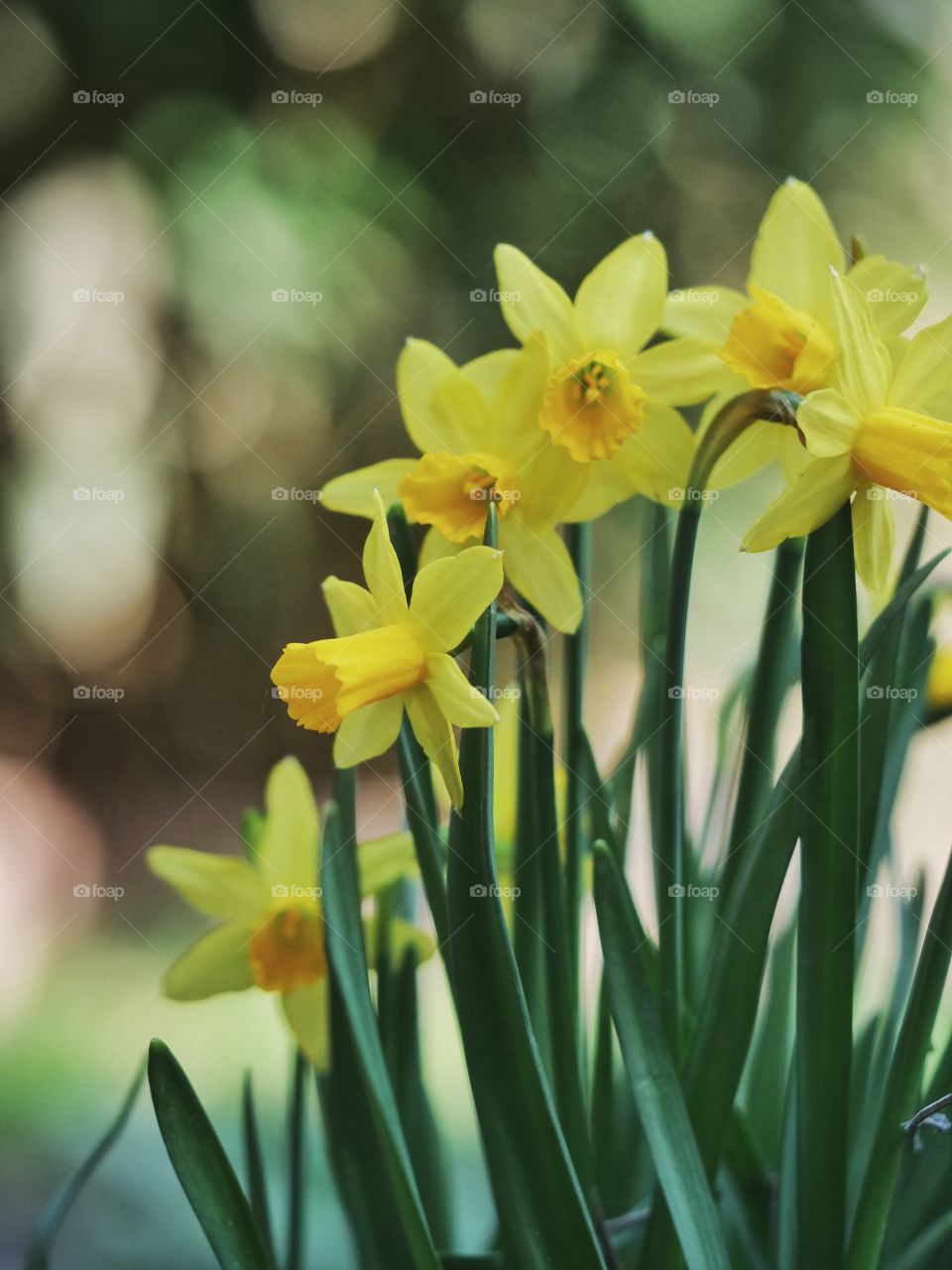 Daffodils