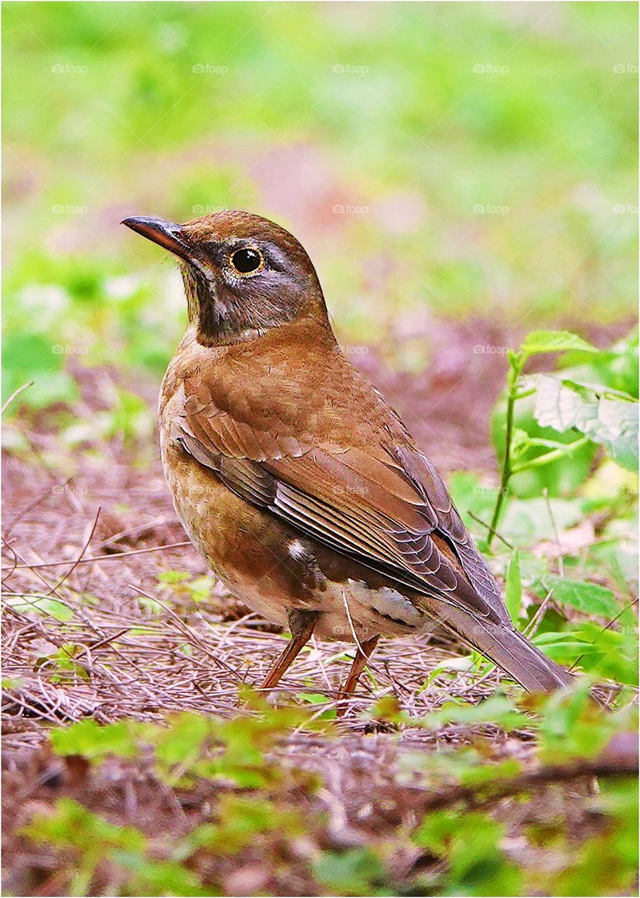 Beautiful and cute bird