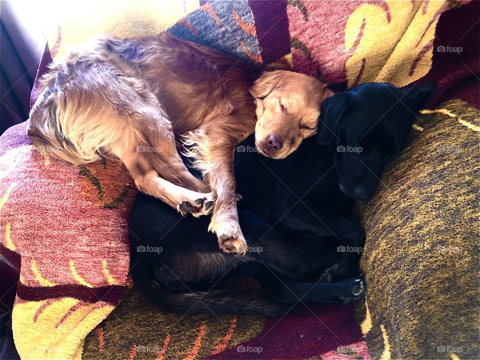 Have u got a pet? ♥️