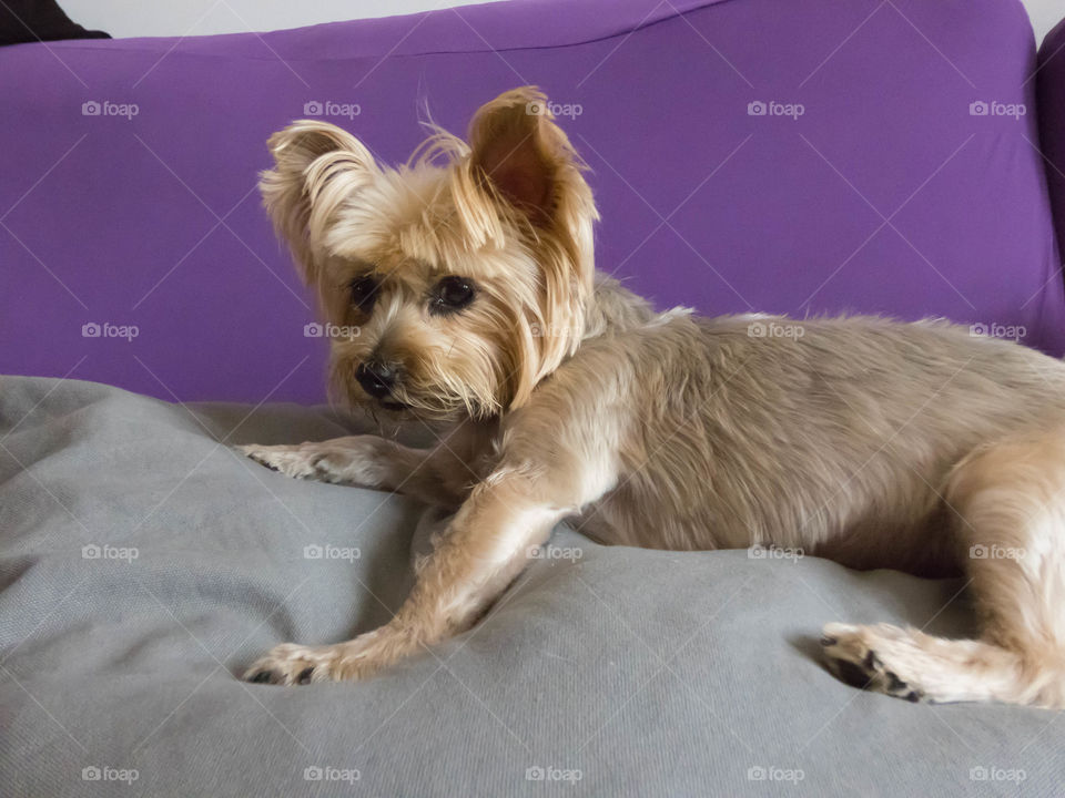 Yorkshire terrier posando a mi cámara en el sofá, adorable mascota