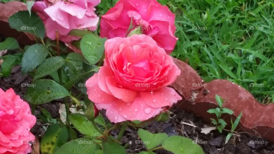 Rose in the rain 