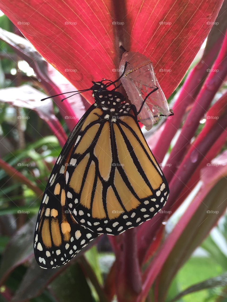 New life for a monarch butterfly 