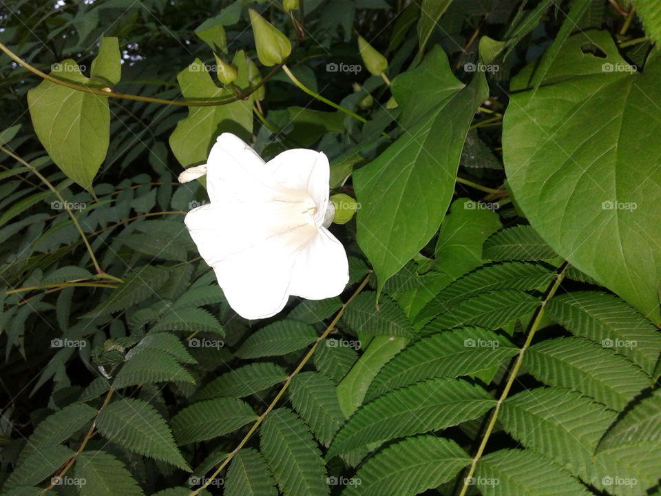 white flower2