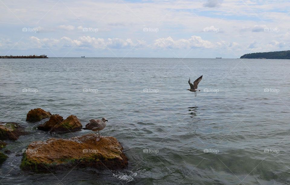 Mission Birds&Bees - Nature in Motion