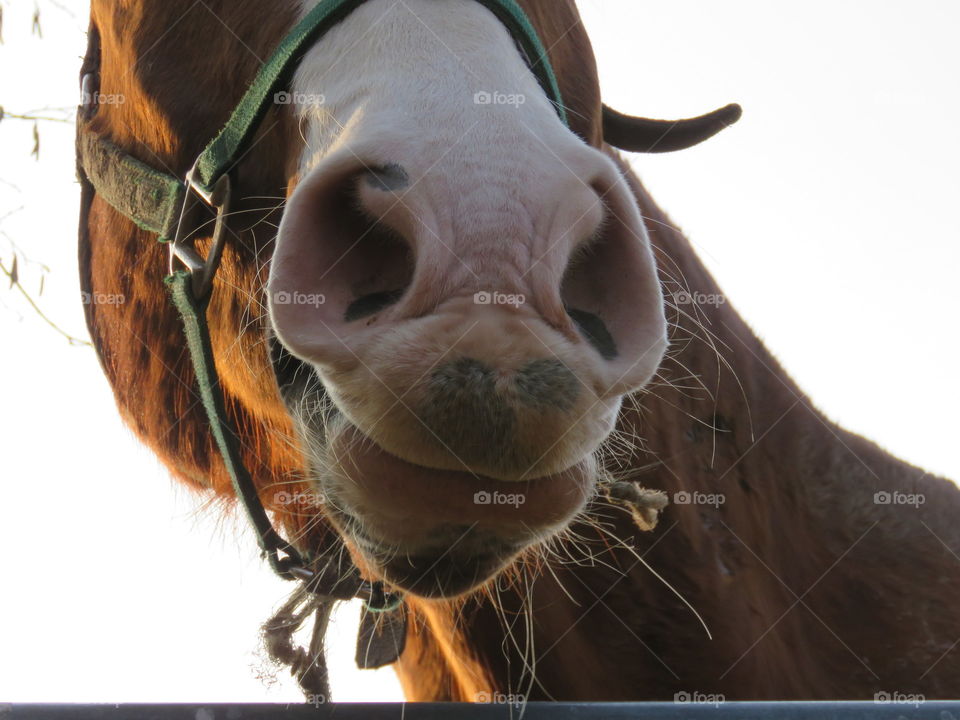 horse funny nostrils moustache smile