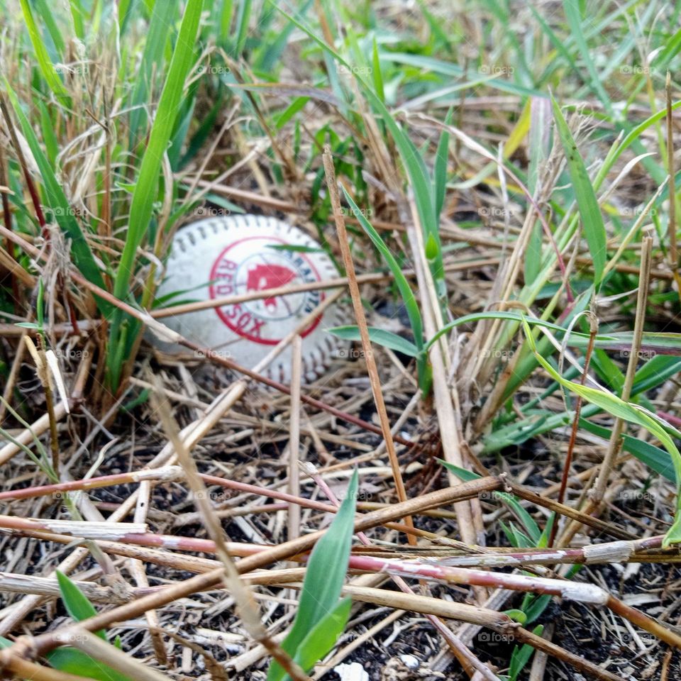 Baseball hidden amongst some overgrown grass