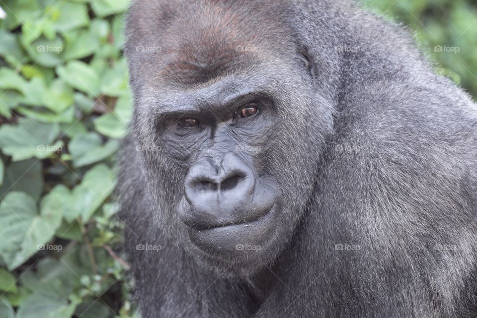 Pensive Gorilla looking at you