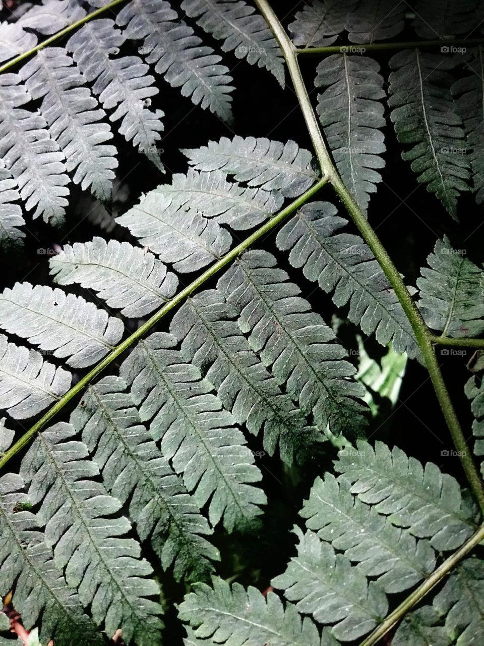 Entre luz do sol e escuridão da floresta.