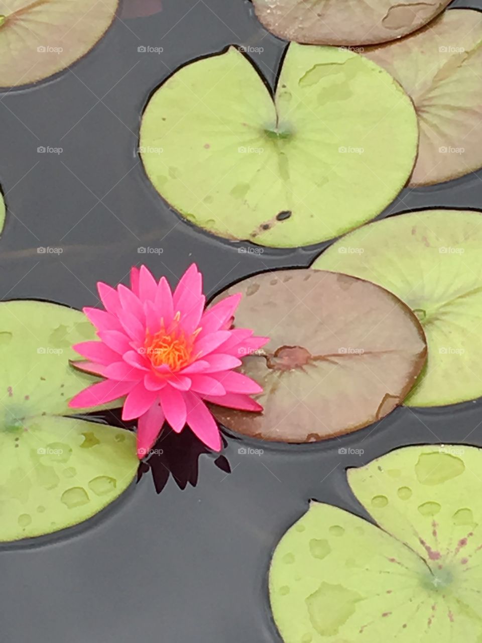 Pink water Lily