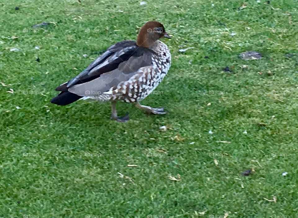 A bird in the garden.