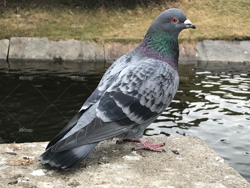 Pigeon 