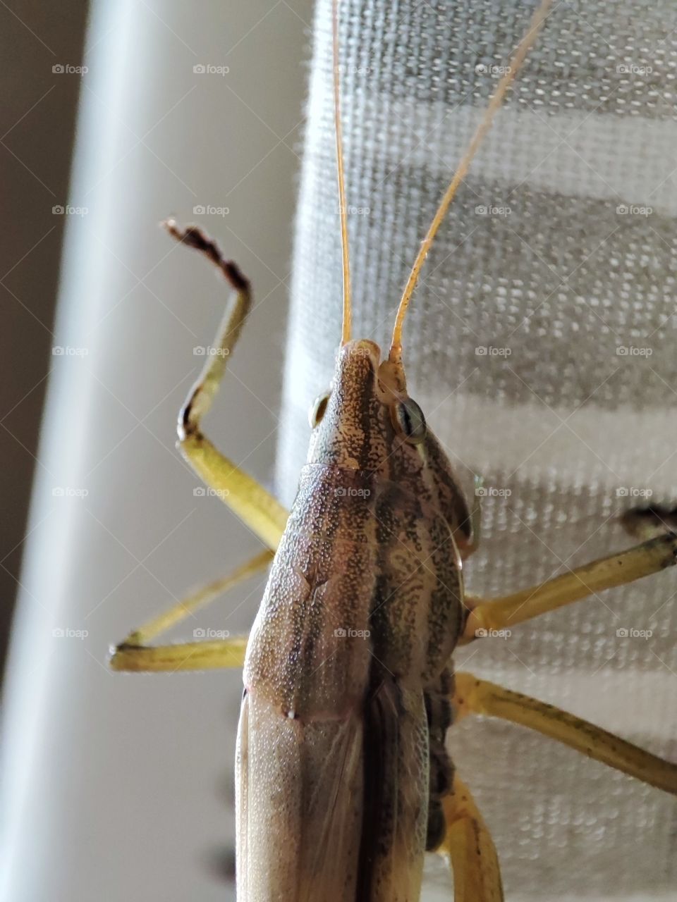 Grasshopper climbing