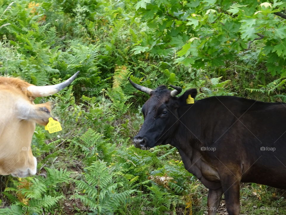 Cows. Greece Pelion cows