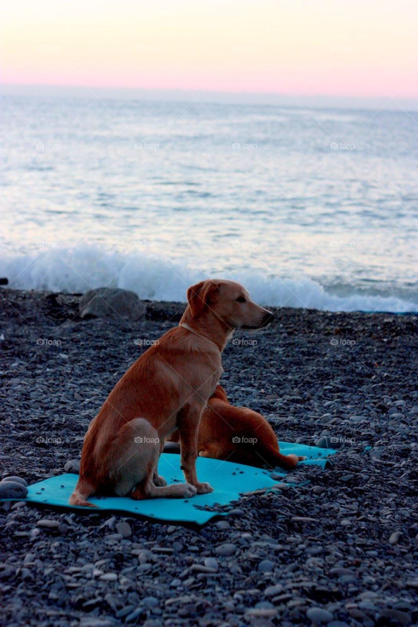 Dog, Beach, Water, No Person, Sea