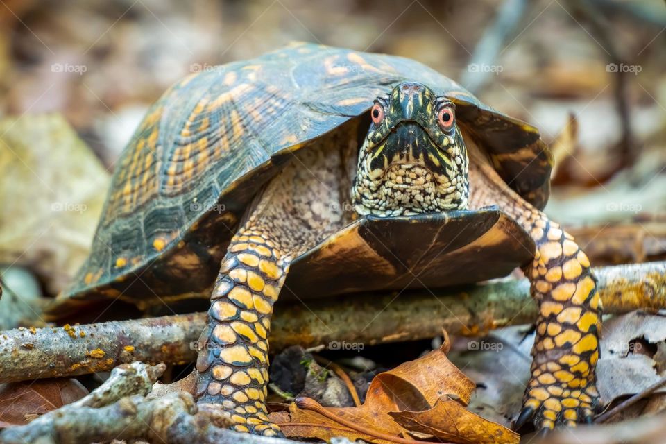 A male Eastern Box Turtle slowly makes his way over a twig. 