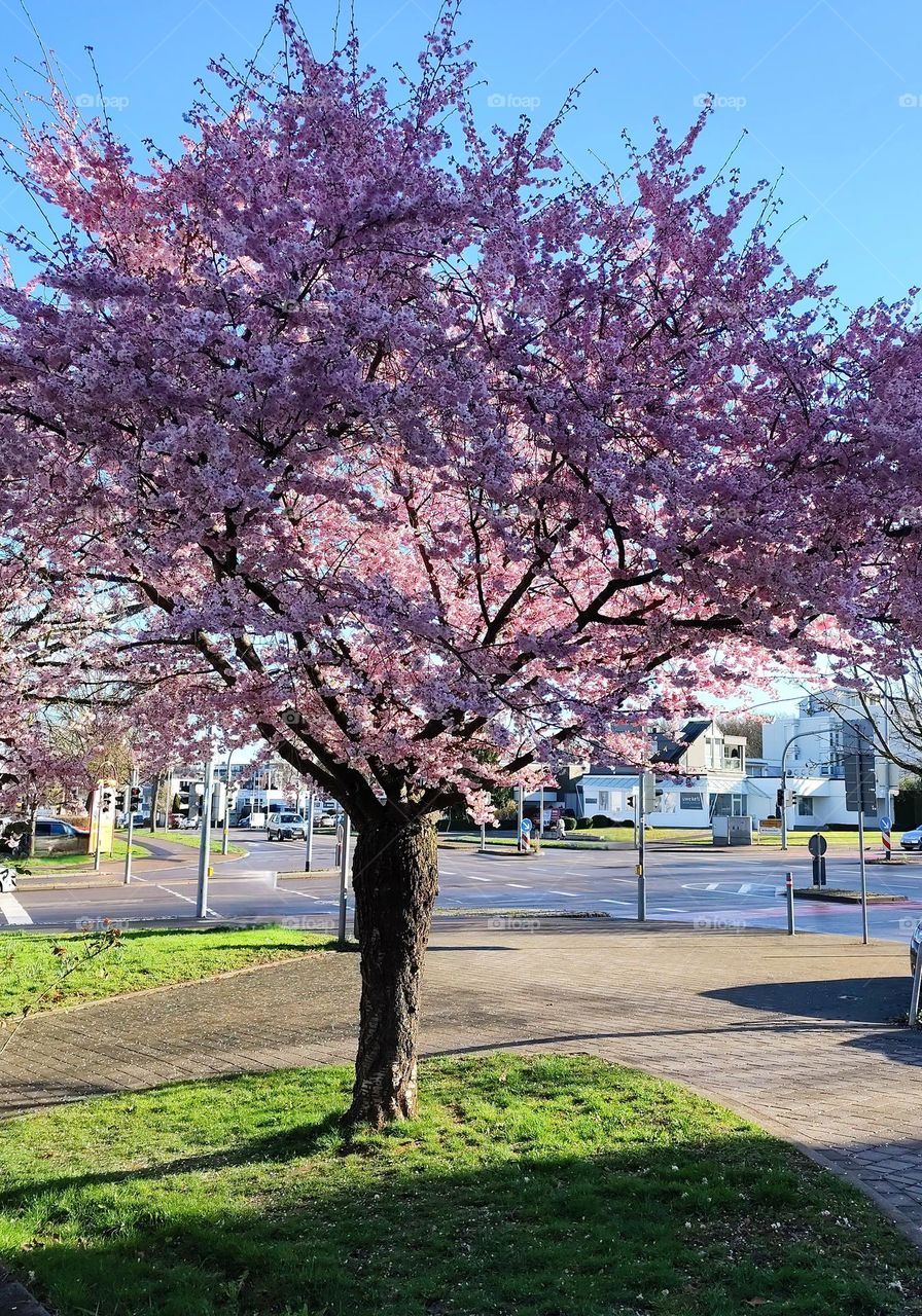 Frühling in Bietigheim