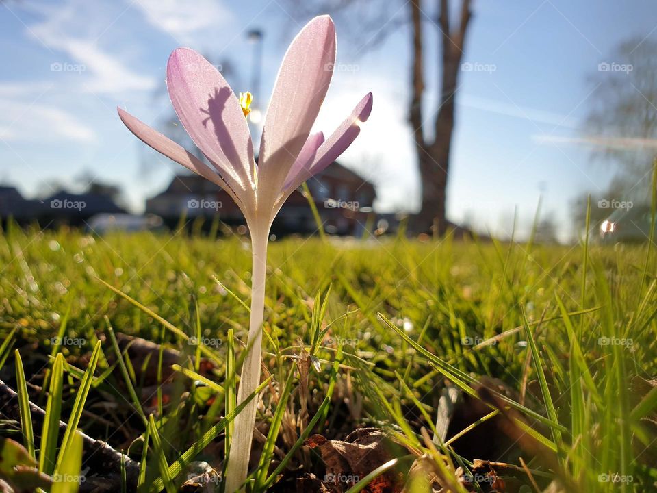 a close up portrait of a purple crocus flower standing in the grass on a sunny day during spring.