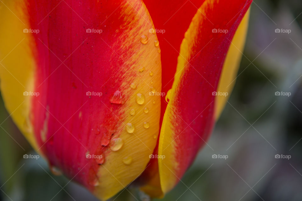 Waterdrops on the tulip
