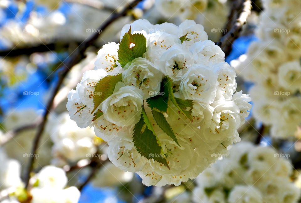 Close-up of white cherry blossom