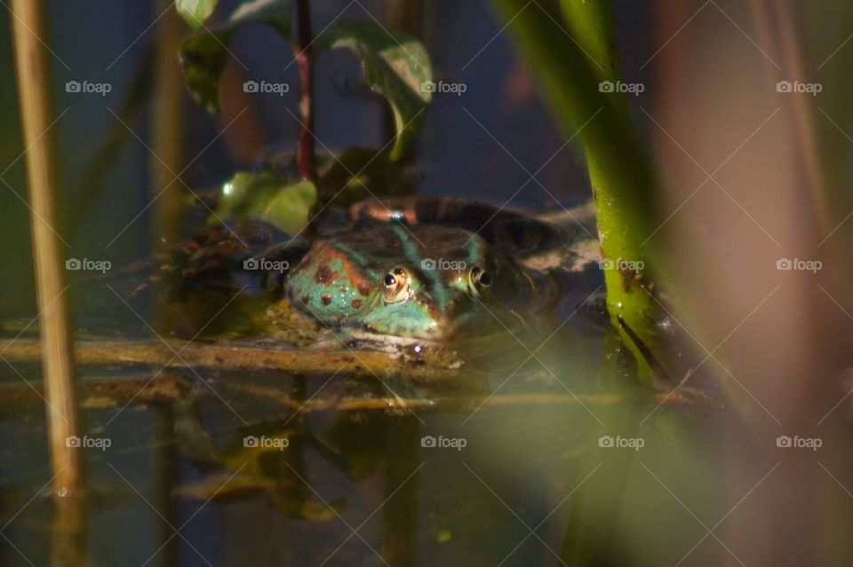 Frog in the water