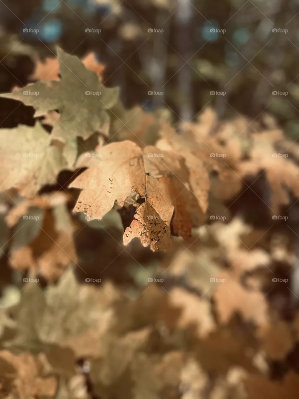Fall leaves 