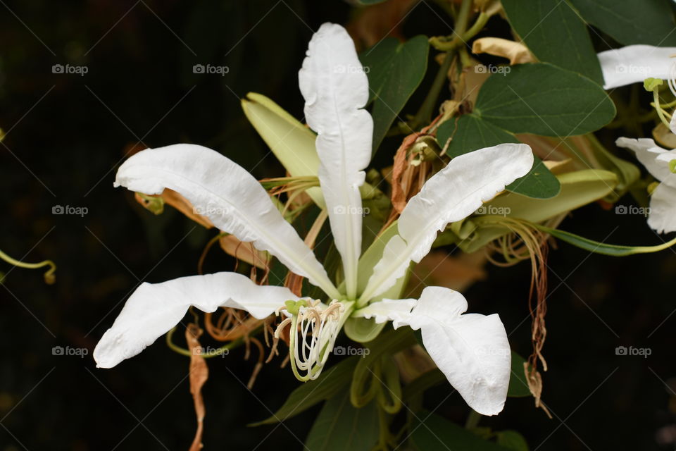 White​ flower blossoms in a tree