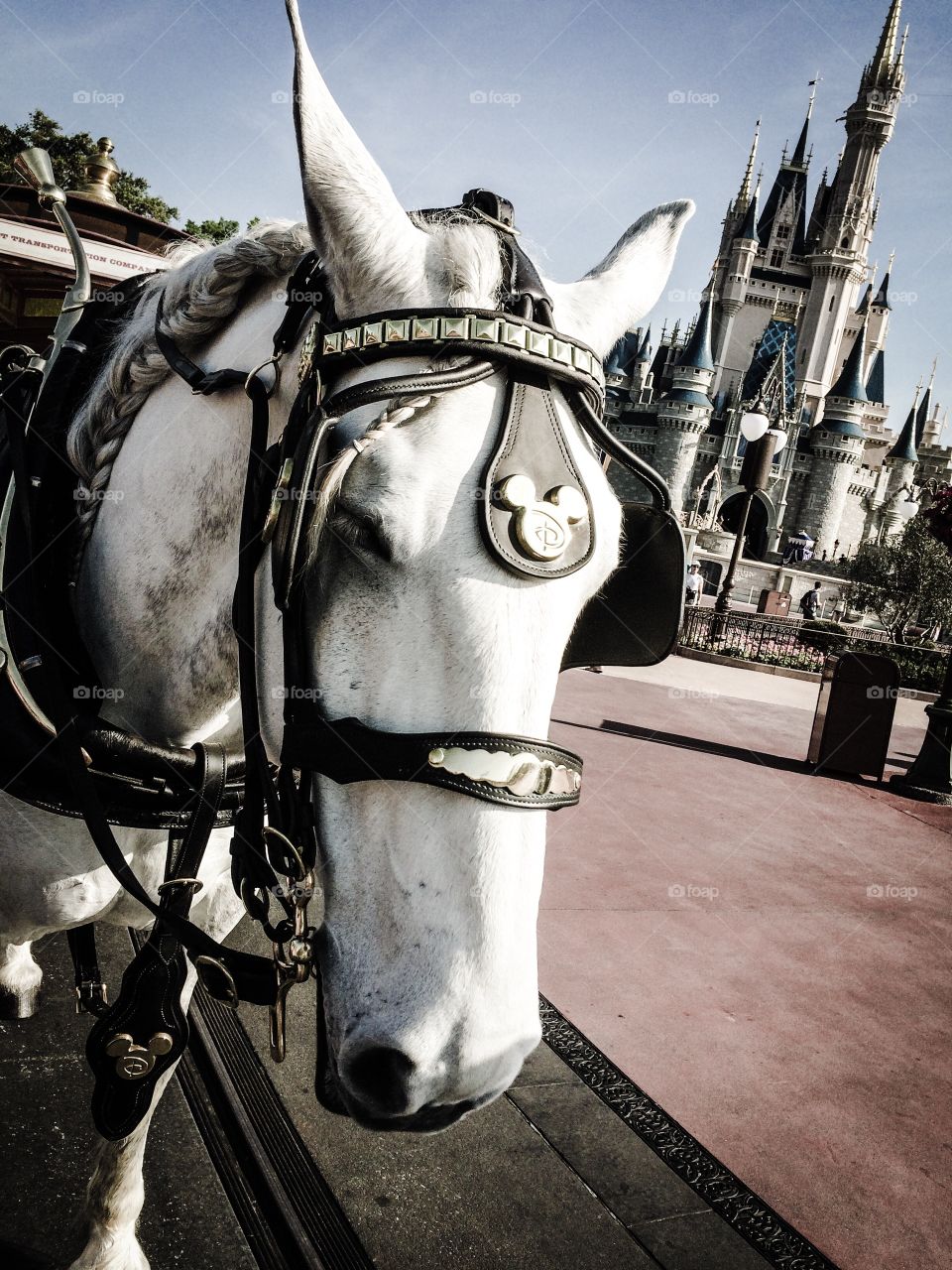 Horsing around the Magic Kingdom. Take a ride into the past on this horse drawn trolley at Walt Disney World. 