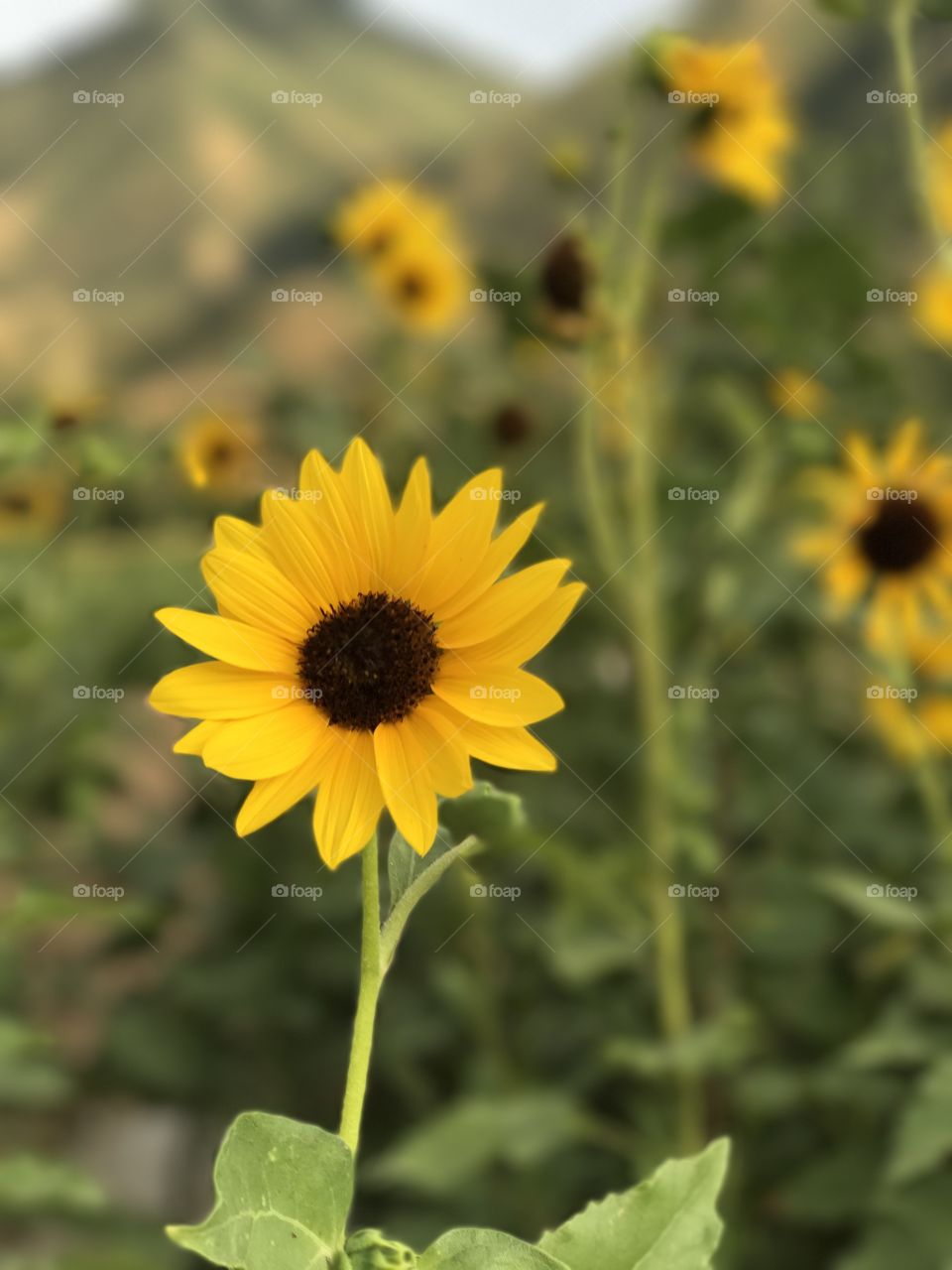 Summer Sunflower 
