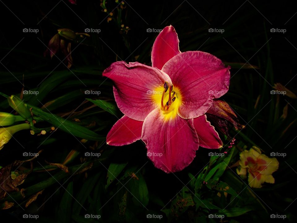 Purple/red and yellow lily at night