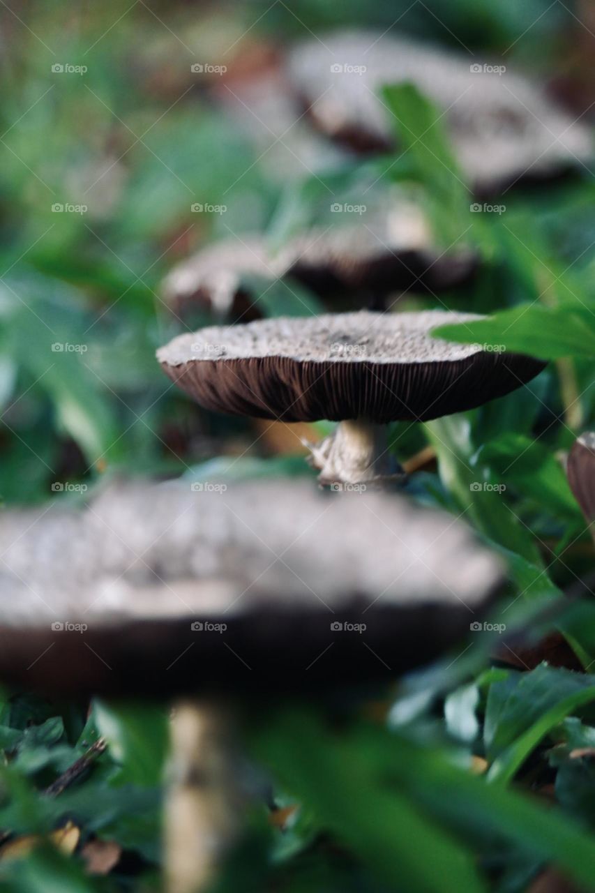 Fungus