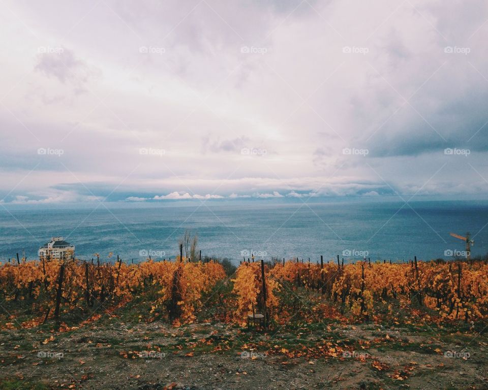 Black sea and grapes 