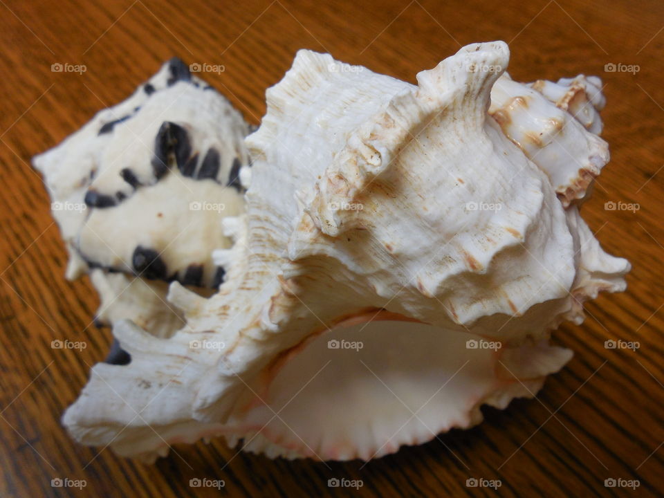 Conch seashells on wood
