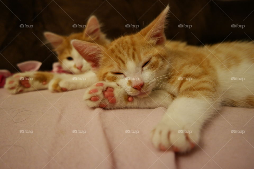 Kittens