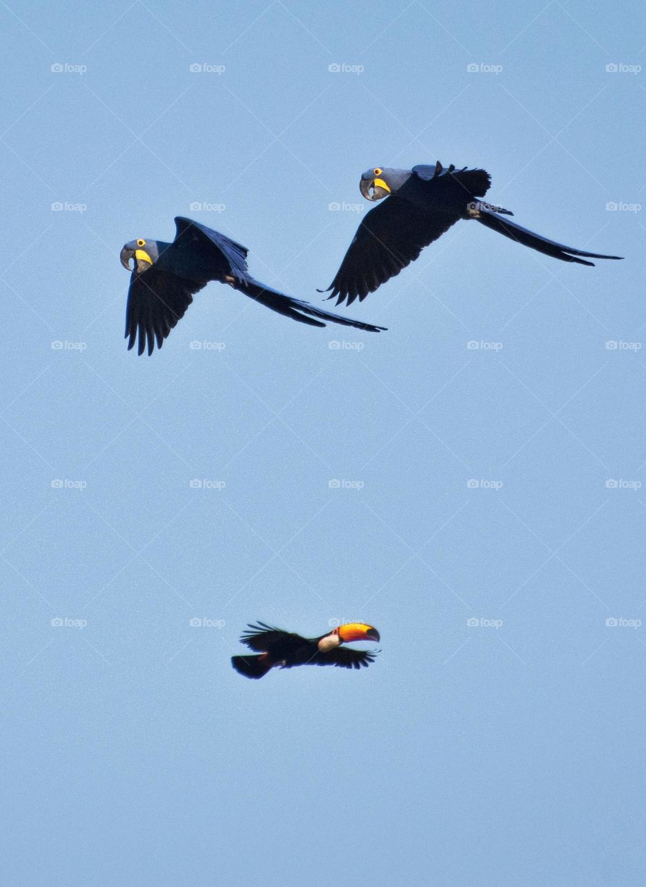 Casal de Araras Azuis cruzam o céu do Pantanal juntamente com um Tucano.