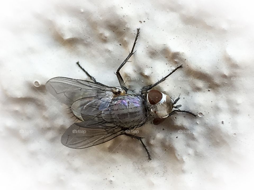 Close up study bush fly on stucco wall, 