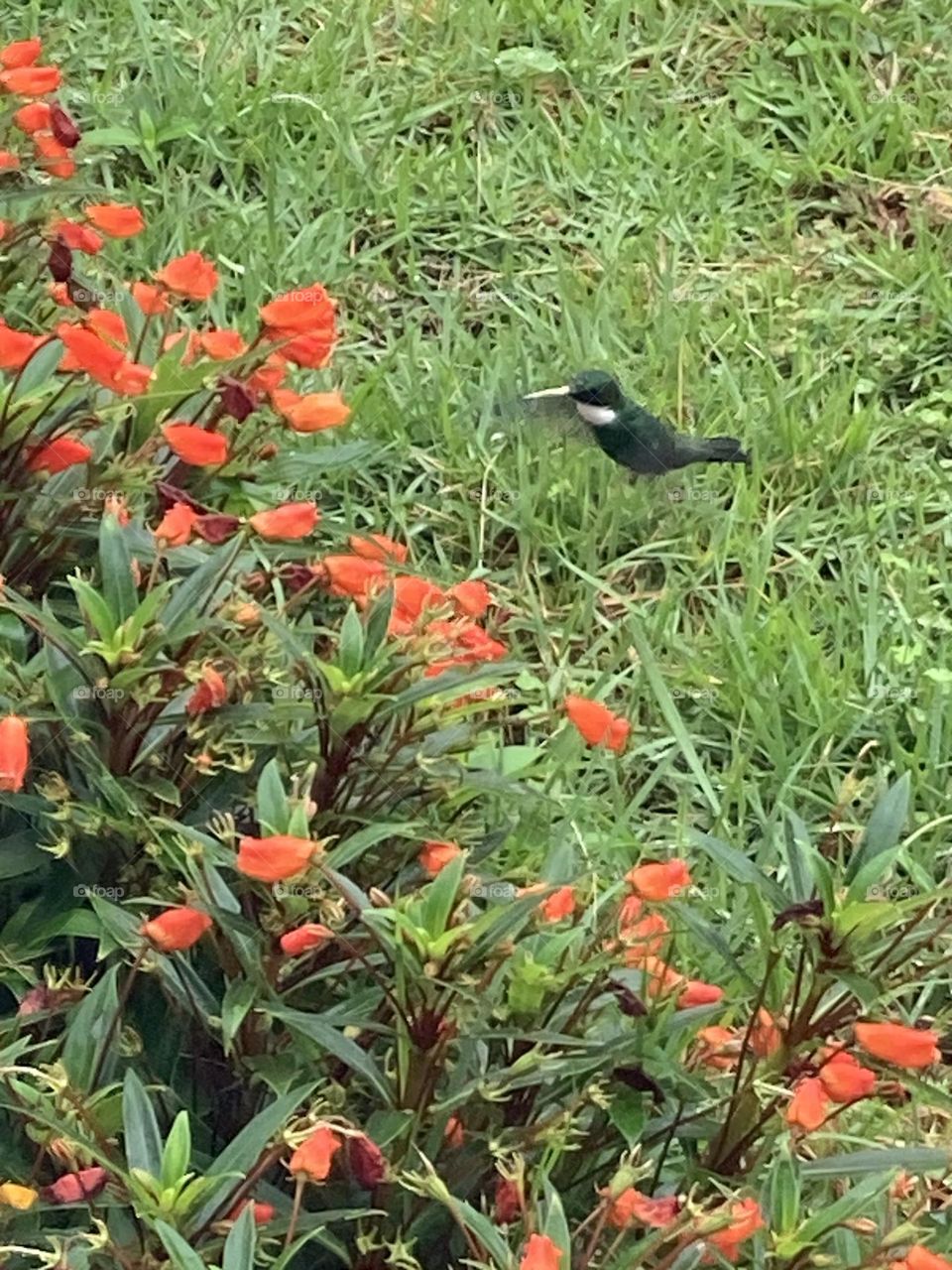 Beija flor verde escuro de colarinho branco chegando até um canteiro de flores com formato de sino.