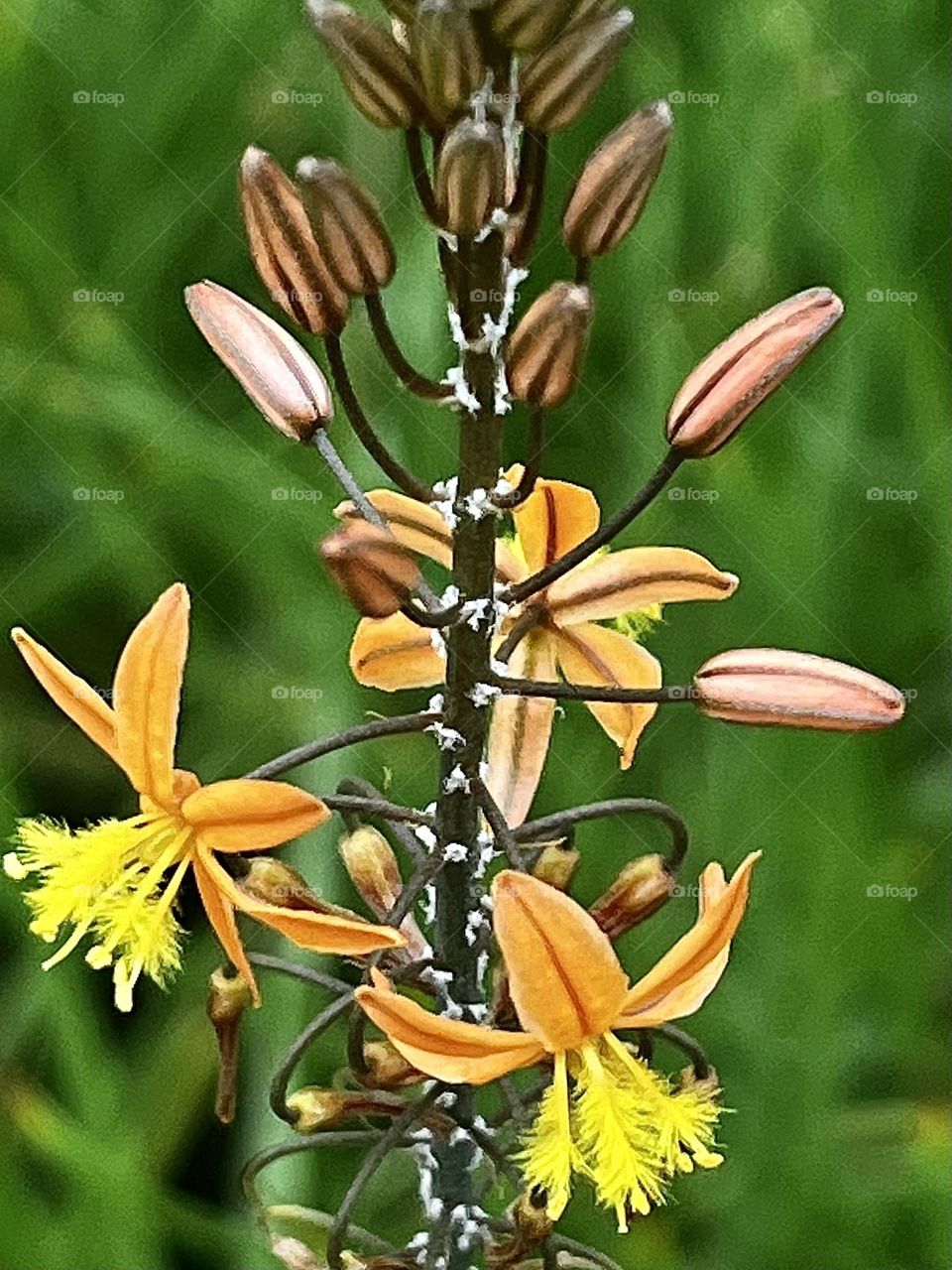 Snake Flower in Green Background 