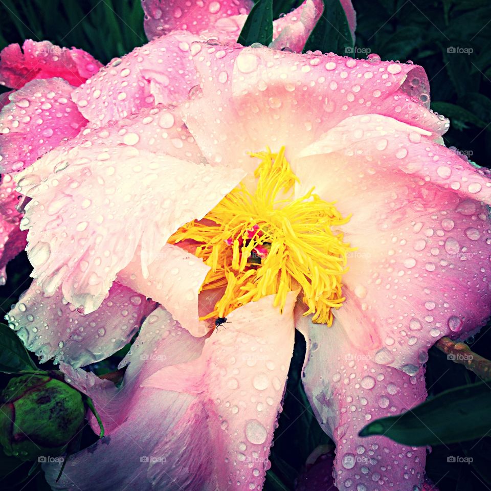 Wet Peony. Drenched peony