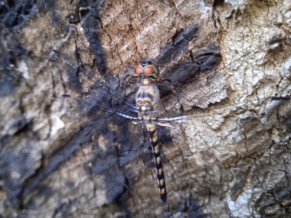 A dragonfly with similar texture to the tree trunk.