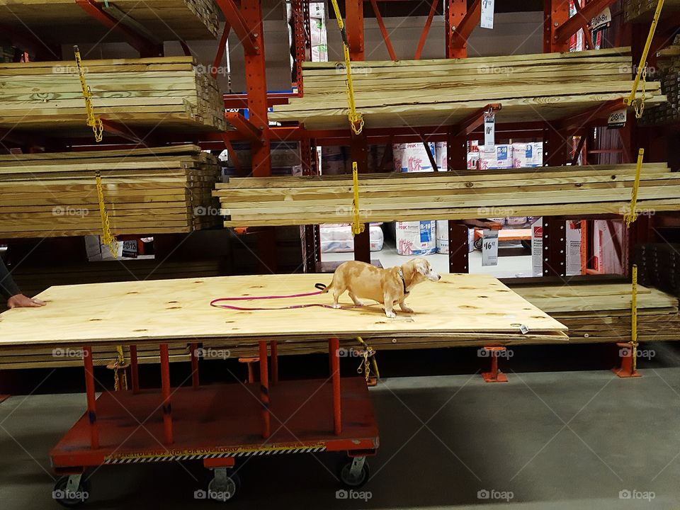 Home Depot Dauchund Dog