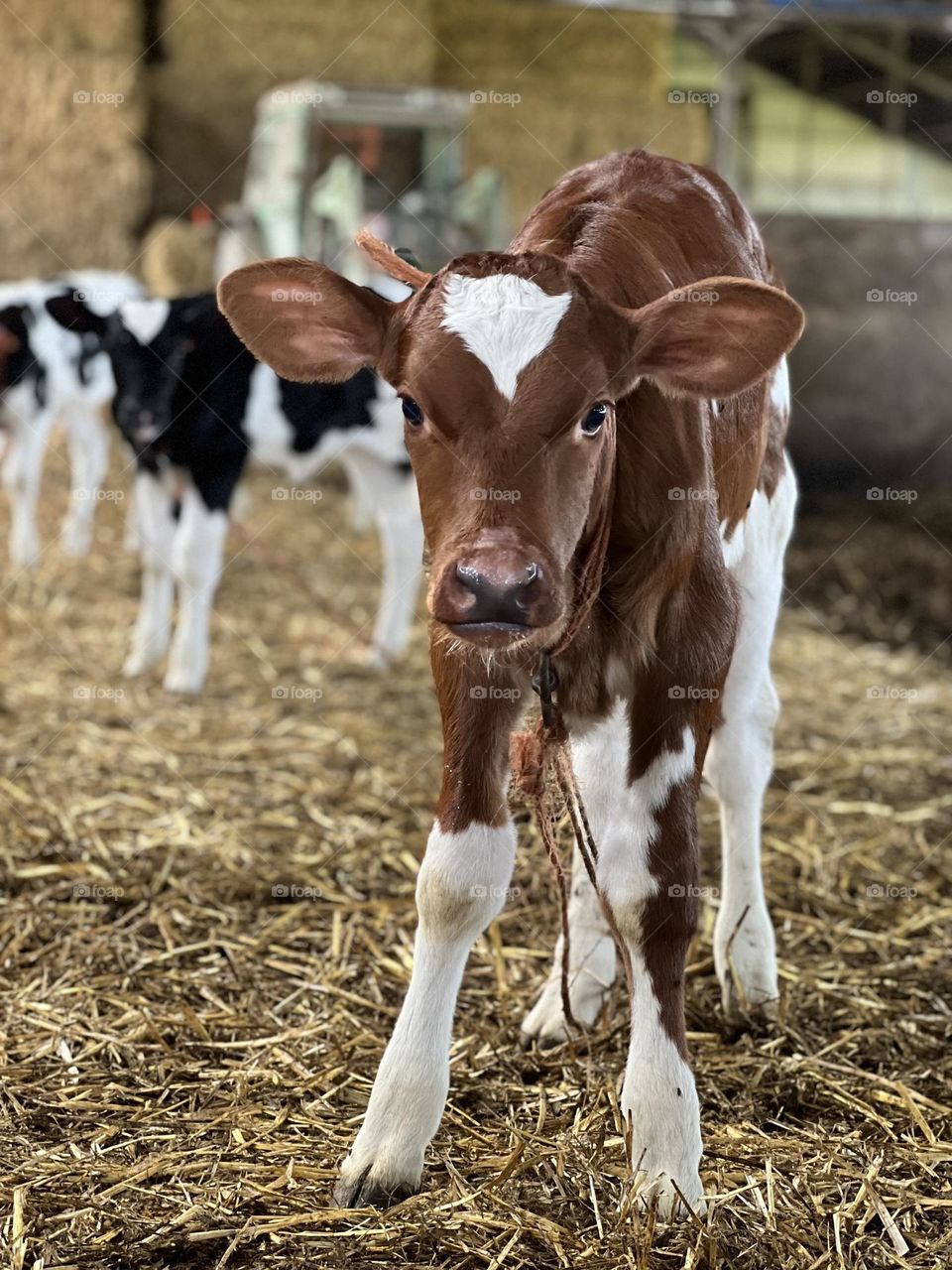 Calf