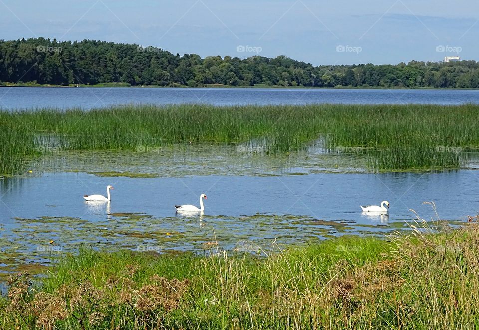 White swans on Daugava river in Riga city