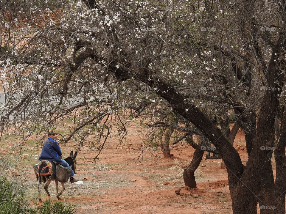 Under the almond trees