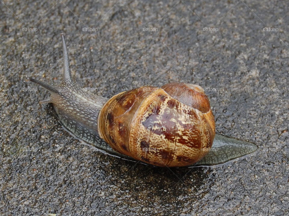 Snail and shell