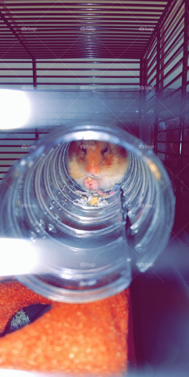 Darling Jeemi - our wee hamster that passed away last year. We miss you loads Jeemi ❤️