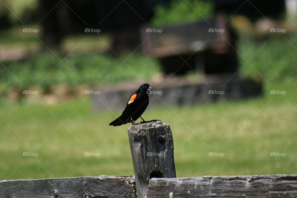 Redwing blackbird on fence post 
