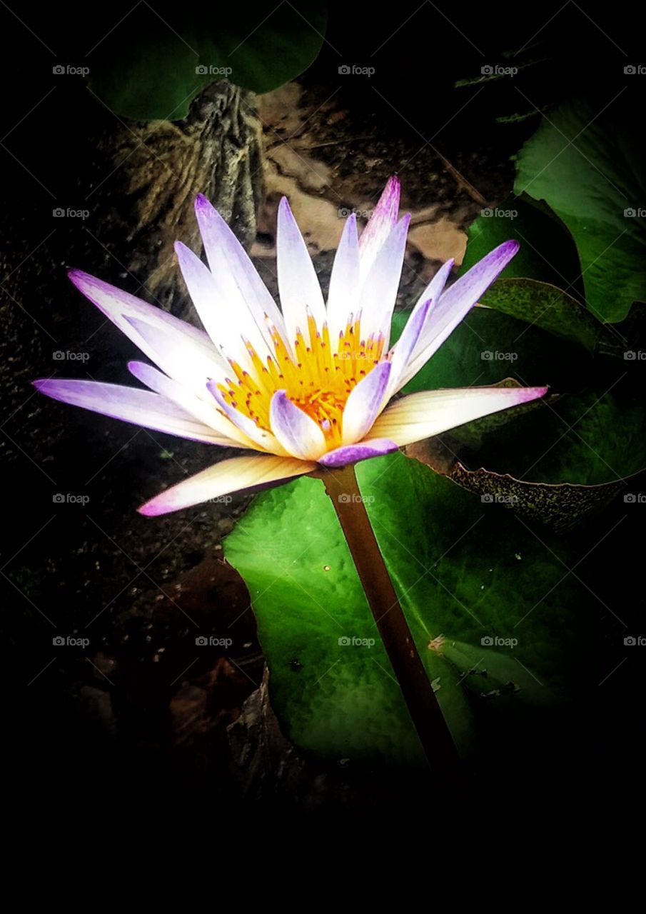 Lotus flower. blooming flowers. flower in the garden 