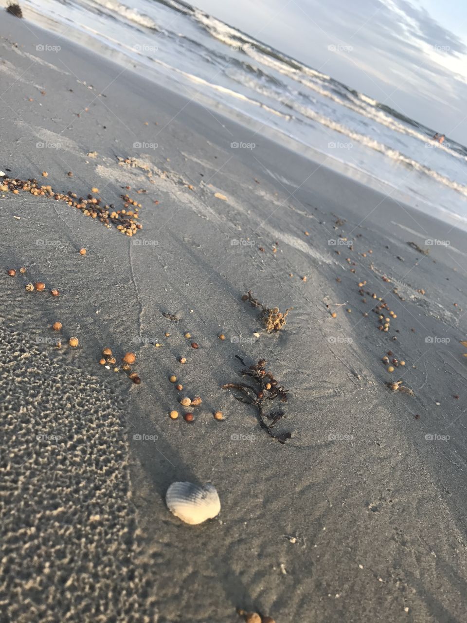 Seashell at the Gulf
Galveston, TX