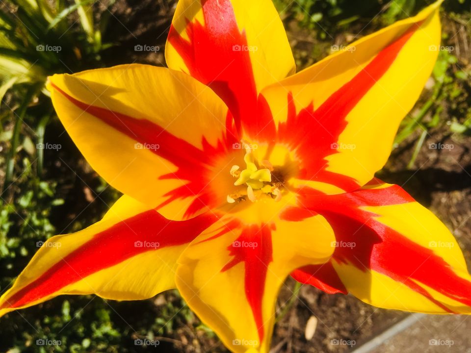 Yellow and red striped tulip beside the Greenwood Theatre, Weston Street, Southwark. In Spring.